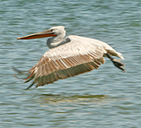 dalmation-pelican-kaz-2007.jpg