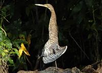 Bare-throated Tiger Heron Stretched out.jpg
