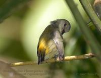 77055910.IMcoHXdA.OBFlowerpecker 8058b.jpg