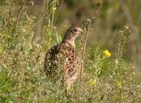 ring-necked-pheasant-2203.jpg