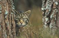 Scottish-wildcat-behind tree2-HRM.jpg