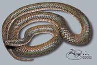 Xenopeltis unicolor.jpg