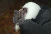 andean condor male.jpg