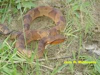 Bothrocophias hyoprora.jpg