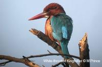 200211140719 White-throated Kingfisher, Sultanpur 3 pt cap.jpg
