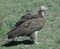 Lappet-faced Vulture 2005-01-18-0027.jpg