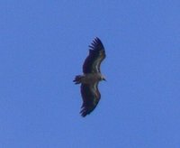 griffon-vulture.JPG