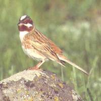 pinebunting.jpg