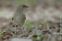 AfThrush4480.jpg