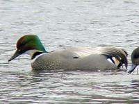 IMG 5951 falcated duck.jpg