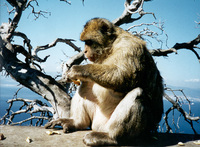 barbary-macaque.jpg
