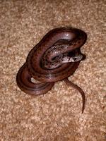 brown snake.jpg