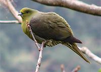 red-capped-green-pigeon.jpg