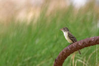 willowflycatcher.jpg