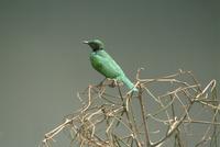 emerald starling.jpg