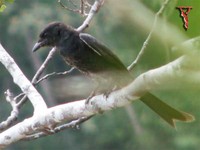 Bird046 Black Drongo.jpg