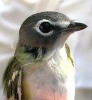 vireo1.jpg