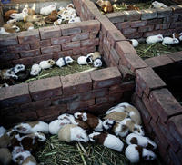 Guinea Pig farm.jpg