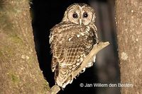 obc tawny owl jwdb.jpg