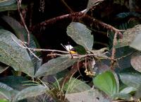 White-collared Manakin.jpg