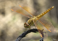 60896604.dragonfly 3.jpg