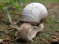 Helix pomatia 00035.JPG