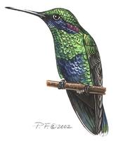 colibri coruscans.jpg