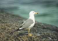 (01-16)black tailed gull 3-1.jpg