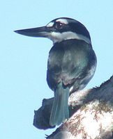 sombre kingfisher pm.jpg
