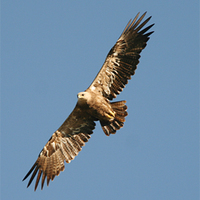 steppe-eagle-3-kaz-2007.jpg