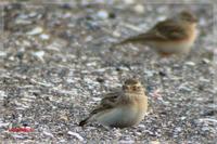 060416 Greater Short-toed Lark0110.jpg