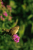 swampsparrow.jpg