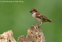 russetsparrow9obc-mpw.jpg