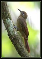 39846980.PlainbrownWoodcreeper.jpg