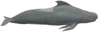 indischer-grindwal-globicephala-macrorhynchus.jpg