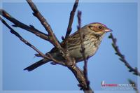 060213 Little Bunting0578.jpg