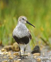 DUNLIN-1.jpg