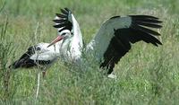 White Stork 2005-01-10-0008.jpg