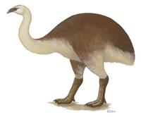 Dinornis giganteus.jpg