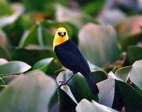 yellow hooded blackbird.jpg