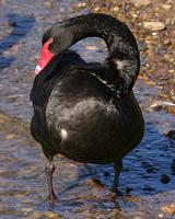 Swan Black Fullager.jpg