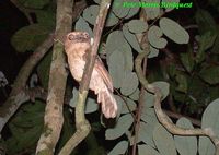 gould s frogmouth pm.jpg