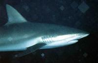 Carcharhinus leucas.jpg