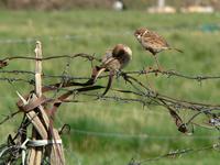 Tree sparrows Passer montanus.jpg