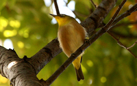 whiteeye2.jpg