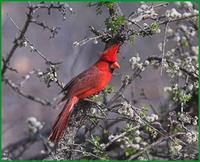 cardinal.jpg