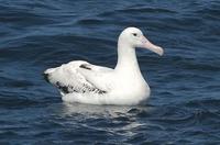 snowy albatross pm.jpg