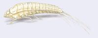Eoxenos laboulbenei larva.jpg