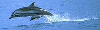 Dolphin striped-calf.jpg