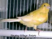 Yellow Canary.jpg